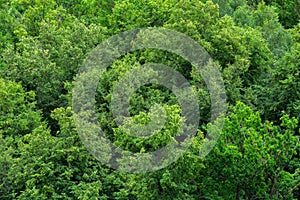 Top of summer green linden forest solid foliage pattern background