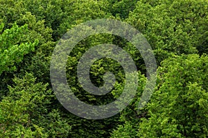 Top of summer green linden forest solid foliage pattern background