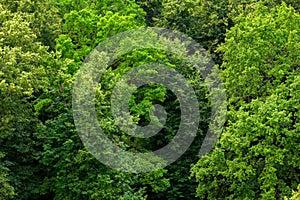 Top of summer green linden forest solid foliage pattern background