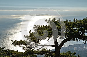 The top of the tree against the background of the sea.