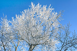 The top of a tree against a blue sky in a frost in the early morning in the winter Hoarfrost
