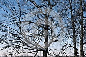 Top of the tree branches pattern against blue sky in cold winter