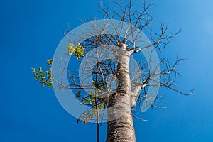 Top tree dry wood leaf greenwith blue sky background
