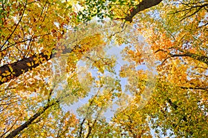 Top of trees of autumn forest in the colors of autumn