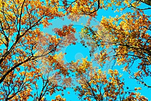 Top of trees and blue sky