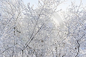 Top of the trees covered with snow against the blue sky, frozen trees in the forest sky background, tree branches covered