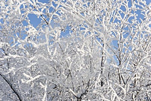 Top of the trees covered with snow against the blue sky, frozen trees in the forest sky background, tree branches covered