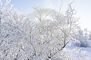 Top of the trees covered with snow against the blue sky, frozen trees in the forest sky background, tree branches covered