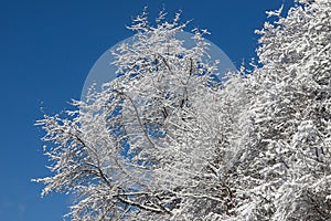Top trees covered with snow against the blue sky, frozen trees in the forest sky background, tree branches covered