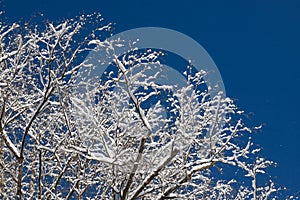 Top trees covered with snow against the blue sky, frozen trees in the forest sky background, tree branches covered