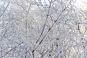 Top of the trees covered with snow against the blue sky, frozen trees in the forest sky background, tree branches covered