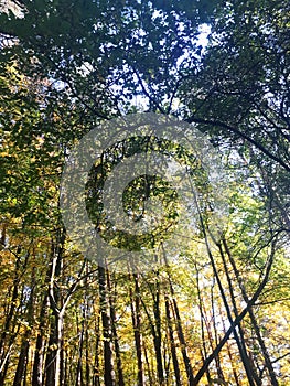 Top of the trees of forest in early autumn
