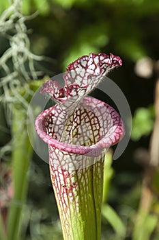 Top of a tube or trumpet of a crimson pitcherplant or Sarracenia leucophylla