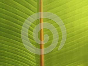 Top veiw, Abstract blurred background of banana leaf green colour for design or stock photo, Greenery plants, Tropical leave,