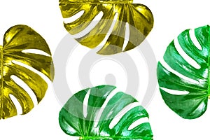 Top veiw, Bright fresh monstera golden and green colour leaf frame isolated on white background for stock photo or advertisement,