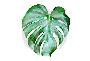 Top veiw, Bright fresh monstera leaf isolated on white background for stock photo or advertisement, Genus of flowering plants,