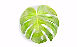 Top veiw, Bright fresh monstera leaf isolated on white background for stock photo or advertisement, Genus of flowering plants