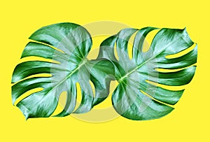 Top veiw, Bright fresh two monstera leaf isolated on yellow background for stock photo or advertisement, Genus of flowering plants