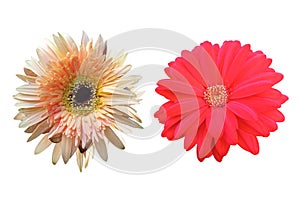 Top veiw, brigness single red daisy and pure orange chrysanthemums flower blossom blooming isolated on white background for stock