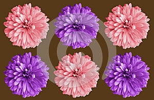 Top veiw, Set chrysanthemums flower pink and violet color blossom blooming  isolated on brown background for stock photo or