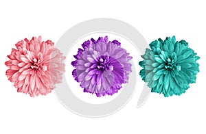 Top veiw, Set chrysanthemums flowers three color blossom blooming  isolated on white background for stock photo or illustration,