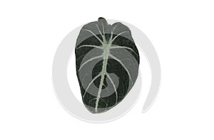 Top veiw, single alocasia black velvet leaf isolated on white background for stock photo or advertisement, houseplant, Tropical