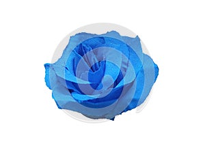 Top veiw, Single rose flowers blue color blossom blooming  isolated on white background for stock photo or illustration, summer