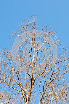 Top Vertical Tree Branches under Blue Sky