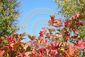 Top of viburnum bush with lot of hanging ripe red berries and green leaves under clear blue cloudless sky horizontal view