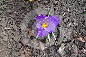 Top view of 1 purple flower of Crocus vernus in March