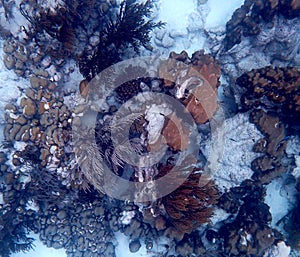 Top view of 1000 steps reef, Bonaire