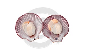 Top view of 2 raw scallops isolated on a white background, close up of fresh scallops peeled