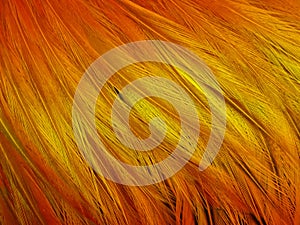 Top view, Abstract soft blur chicken feather gold yellow color for background design, advertising product, fasion photo