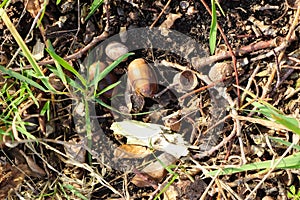 Top view of acorns and dried branches on the ground in a forest