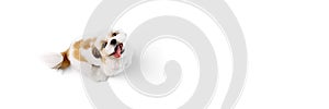 Top view of adorable, happy little purebred shih tzu dog standing with tongue sticking out isolated on white studio