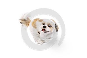 Top view of adorable, happy little purebred shih tzu dog standing with tongue sticking out isolated on white studio