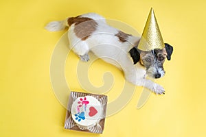 Top view of Adorable Jack Russell Terrier pet with a festive hat having a b-day party