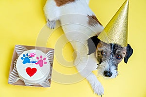 Top view of Adorable Jack Russell Terrier pet with a festive hat having a b-day party. Dog with paw print birthday cake and