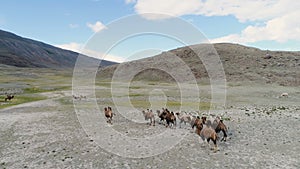 Top view aerial photo from flying drone of a tow camels are standing on a meadow with green plants in summer day. 4k