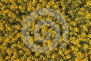 Top view aerial shot of blooming oilseed rape or canola crop field from drone pov