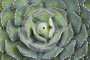 Top view of an agave