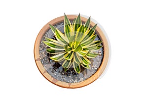 Top view of an Agave americana plant in a clay pot on white isolated background