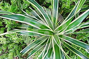 Top view Agave leaves green background. ground cover plants.