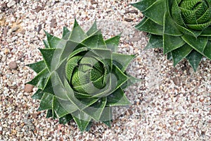 Top view of agave plant