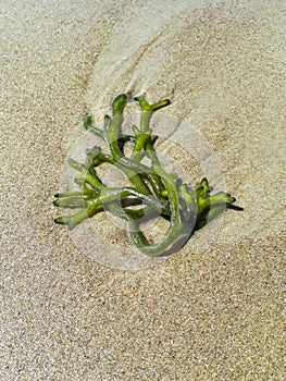 Top View Algae at Sand Beach