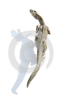 Top view allosaurus toy on white background with shadow