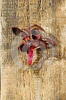 Top view of amaranth sprouts on wooden background