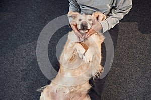 Top view. Animal is lying down, happy. Woman is with golden retriever dog at home