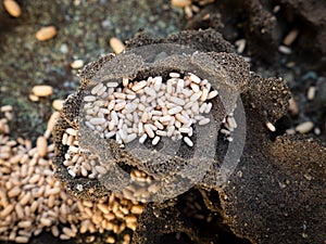 Top view ants nest; ants are trying to hide their offsping