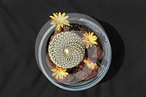 Top View of Arenaceous Crown Cactus Sulcorebutia arenacea Nursery Stock Specimen with Tiny Orange Flowers